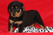 Stunning Rottweiler puppies for loving homes