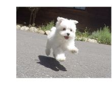 Super Adorable Maltese Puppies