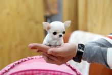 Teacup Chihuahua puppies for adoption