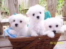 TEACUP MALTESE PUPPIES FOR ADOPTION