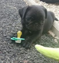 Top Quality Black Pug Puppy