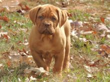 Top Quality Dogue de Bordeaux puppies for homing