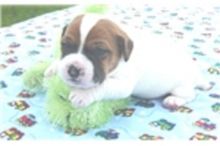 Trained Jack Russell Terrier Puppies available