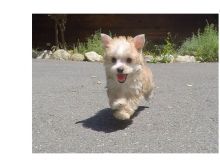 Two adorable 10 week old puppies Morkie