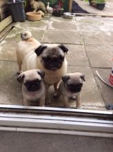 Very Sweet Charming Pug Puppies
