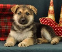 Waoo!! That dreamed German Shepherd puppies for loving homes