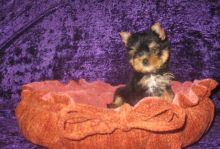 Yorkie Puppies for Adoption