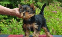 YORKSHIRE PUPPIES