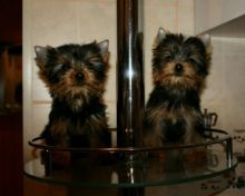 Yorkshire Terriers!!