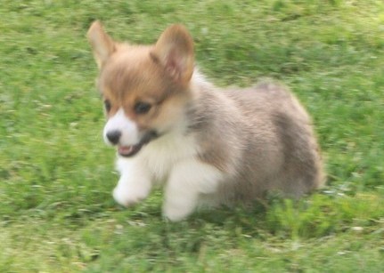 3 females, and males Pembroke Welsh Corgi puppies for sale Image eClassifieds4u