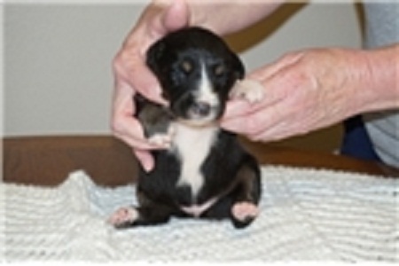 Adorable Puggle Puppies AvailableAustralian Shepherd puppies waiting for you ! Image eClassifieds4u