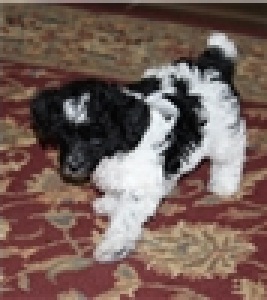 AKC Awesome Poodle, Toy Image eClassifieds4u
