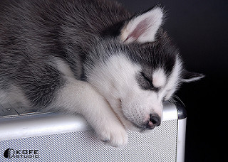 AKC Husky Puppies Image eClassifieds4u