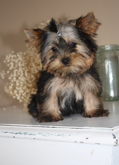 Approved tcups Yorkies for sale to loving homes Image eClassifieds4u