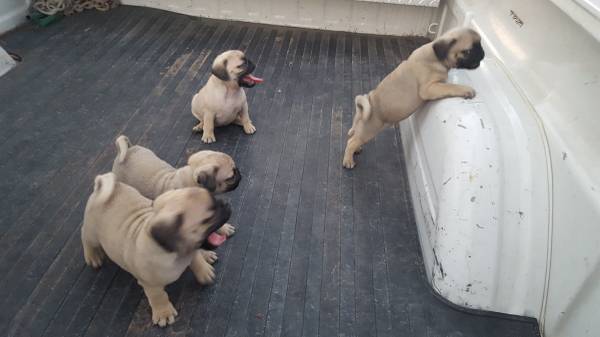 Beautiful Pug Puppies Available Image eClassifieds4u