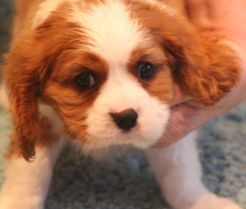 Cavalier King Charles Spaniel Puppies Image eClassifieds4u
