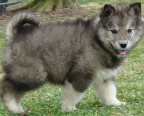Cute Alaskan Malamute puppies for sale now Image eClassifieds4u