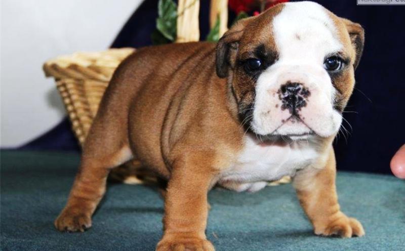 English Bulldogs Image eClassifieds4u