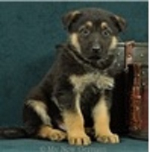 German Shepherd Puppies Ready for New Family Image eClassifieds4u