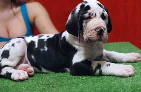 Great Dane puppies pue breed available Image eClassifieds4u