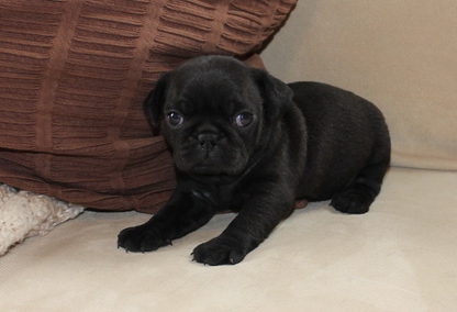 Handsome pedigree Pug puppies for sale now Image eClassifieds4u