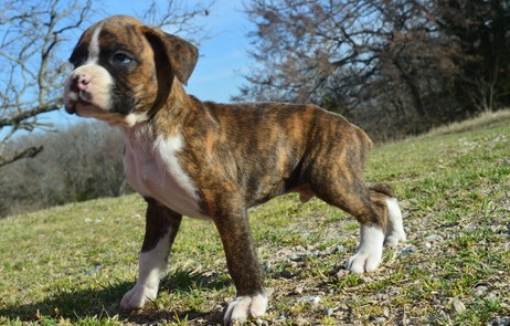 Healthy Boxer puppies for sale now Image eClassifieds4u