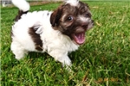 Healthy Havanese Puppies Image eClassifieds4u