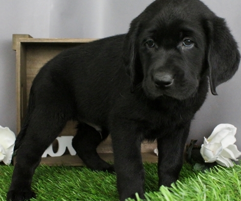 Labrador retriever puppies for sale Image eClassifieds4u