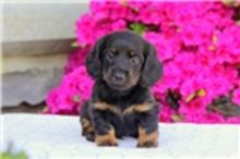 Absolutely Dachshund Puppies Available Image eClassifieds4U