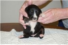 Adorable Puggle Puppies AvailableAustralian Shepherd puppies waiting for you ! Image eClassifieds4U