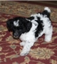 AKC Awesome Poodle, Toy Image eClassifieds4U