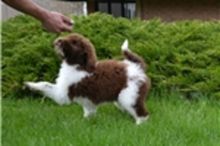 American Bulldog Puppies Available Free Image eClassifieds4U