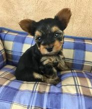 Approved tcups Yorkies for sale to loving homes Image eClassifieds4u 2