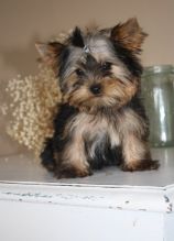 Approved tcups Yorkies for sale to loving homes Image eClassifieds4u 1