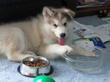 Australian Shepherd Image eClassifieds4U