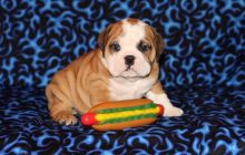 Awesome British Bulldog puppies for loving homes Image eClassifieds4u 1