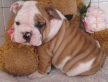 Awesome British Bulldog puppies for loving homes Image eClassifieds4u 2