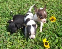 Beautiful Tiny Chihuahua Puppies Image eClassifieds4U