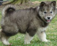 Cute Alaskan Malamute puppies for sale now Image eClassifieds4u 2