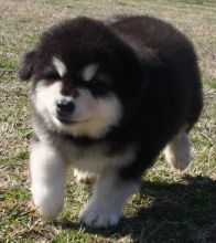 Cute Alaskan Malamute puppies for sale now Image eClassifieds4u 1