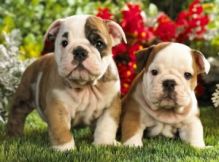 English Bulldog for Willing Homes Image eClassifieds4U