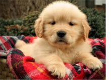 GOLDEN RETREIVER PUPPIES FOR ADOPTION TEX ME Image eClassifieds4U