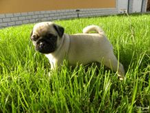 Gorgeous Black and Fawn Pug Puppies Image eClassifieds4U
