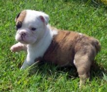 Healthy English Bulldog Puppies for Adoption Image eClassifieds4U