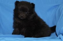 Home raised tcup Poms for sale Image eClassifieds4u 2