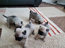 Pug Puppies Available Image eClassifieds4u 2
