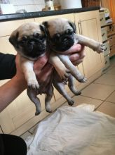 Quality Pug Puppies Image eClassifieds4U