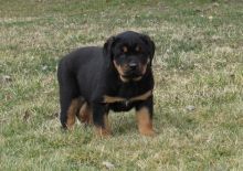 Stunning Rottweiler puppies for loving homes Image eClassifieds4u 2