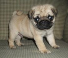 Sunni's Girl Sunni's Girl Pug Puppies Image eClassifieds4U