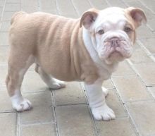 Top Quality British Bulldog Pups Image eClassifieds4u 4